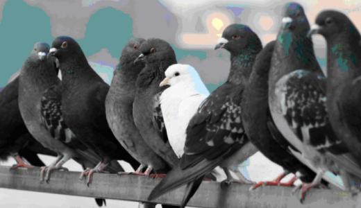 Foto palomas
