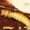 Larva de Paysandisia archon (Burmeister)