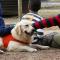 Terapia con animales